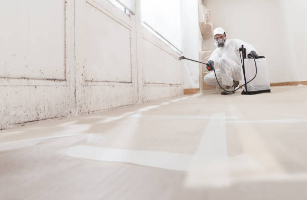 24/7 Emergency Basement Mold Removal experts in Streamwood, IL