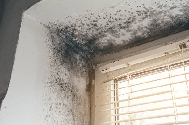 Affordable Basement Mold Removal solutions in Streamwood, IL