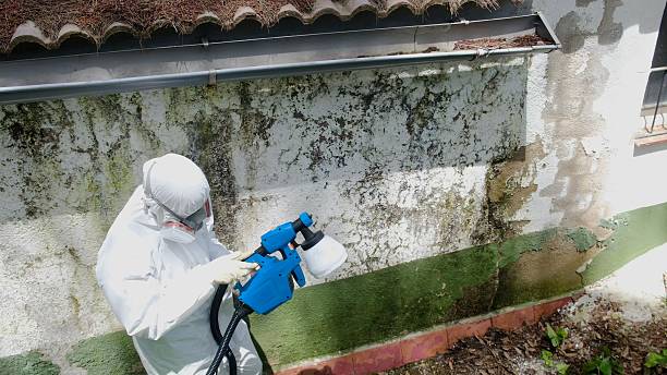 Top rated local Basement Mold Removal specialists in Streamwood, IL
